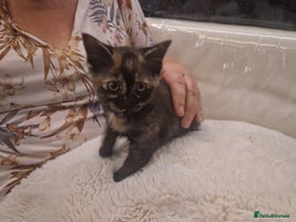 Mixed Breed cats - Advert 2