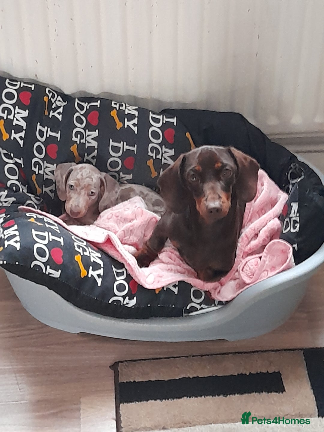 Dachshund dogs for sale: Isabella dapple tan dashound  - Image 2