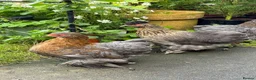 Chickens poultry for sale: 2 Pekin bantam & 1 silkie cross  - Advert 6