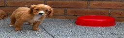 Cockalier dogs for sale:  Beautiful Cockalier puppies  - Advert 10