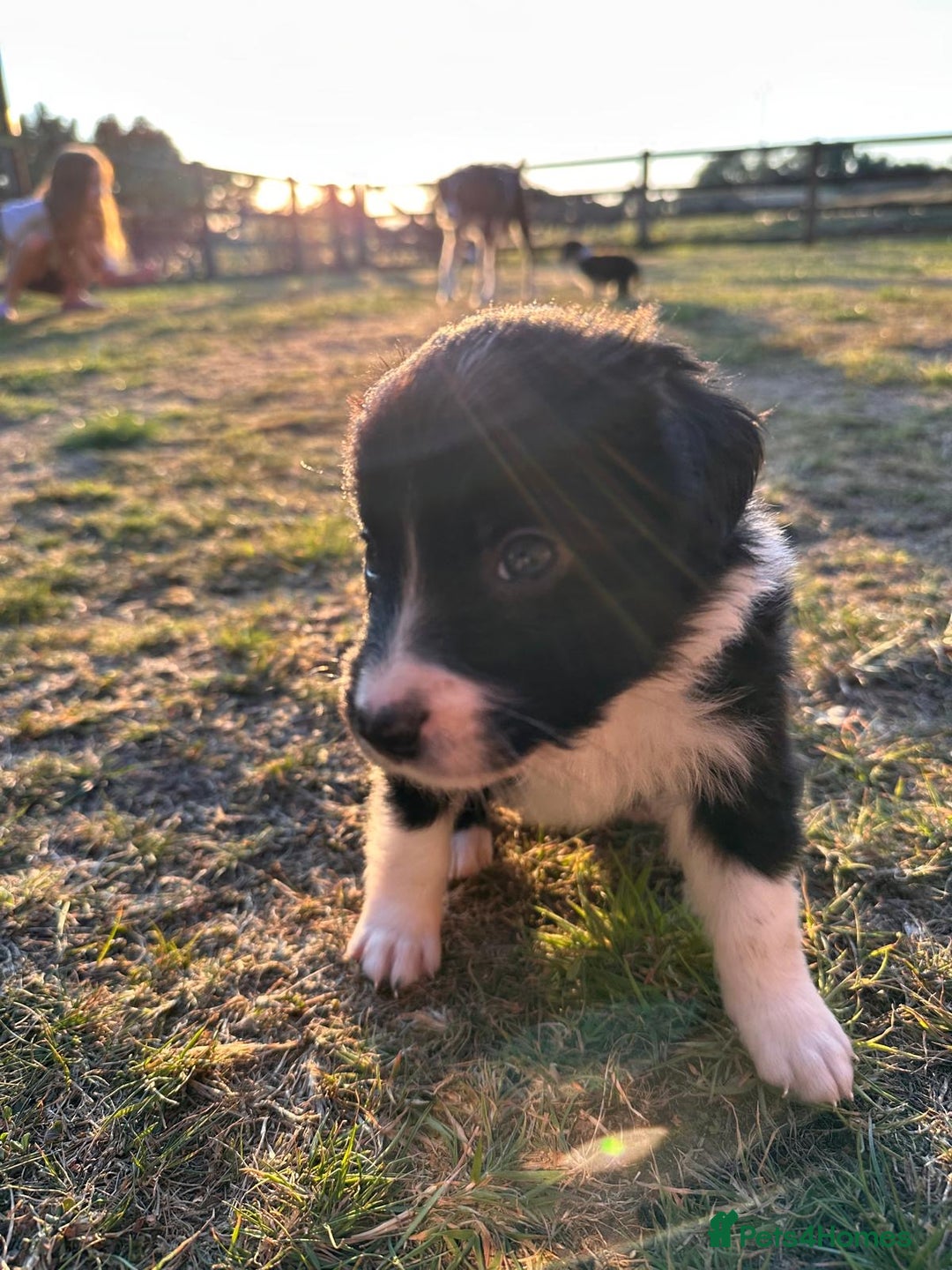 Border Collie dogs for sale: 10 Beautiful Border Collie Puppies - Image 13