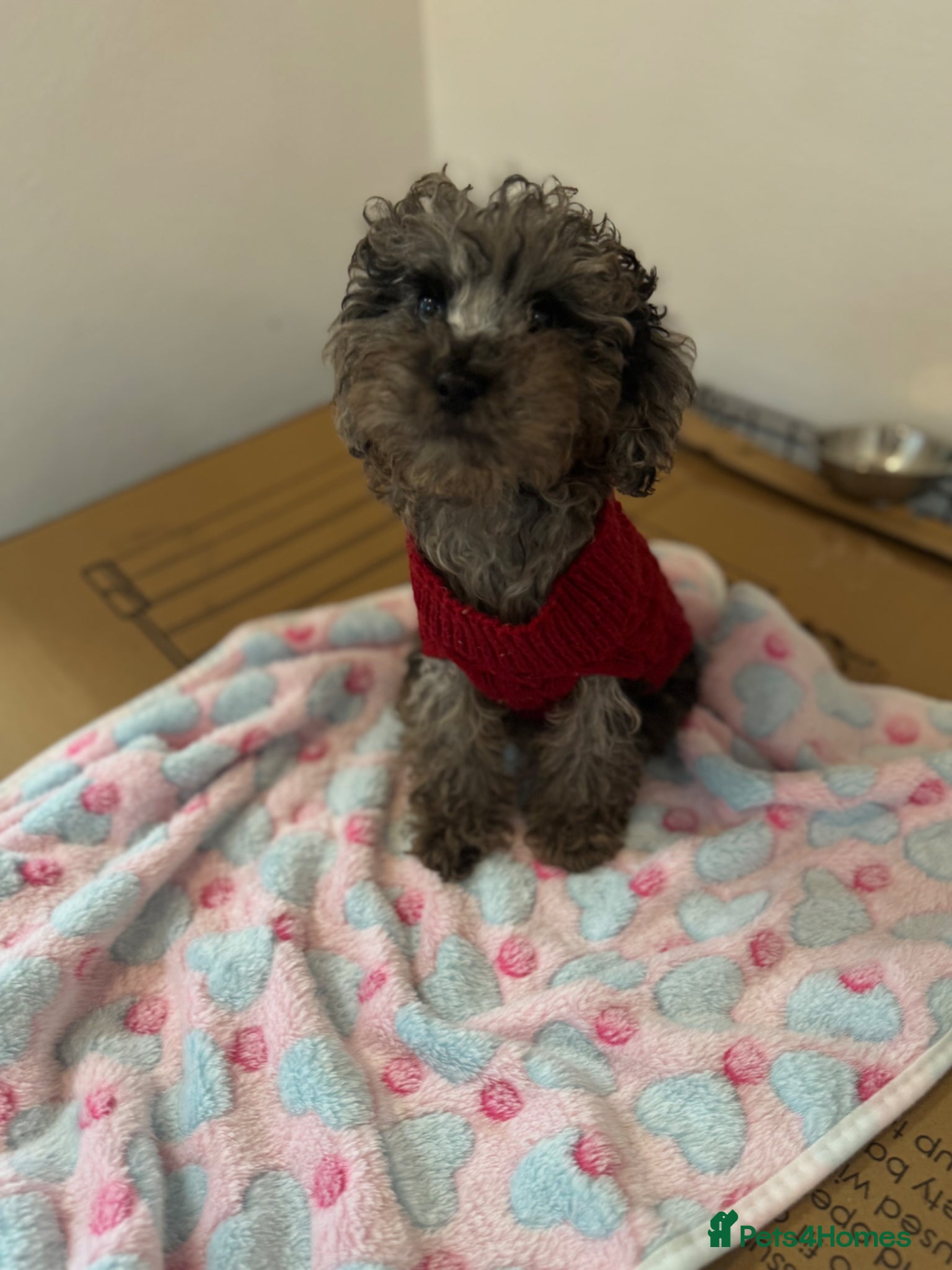 Miniature Poodle dogs I have two amazing puppies  - Advert 4