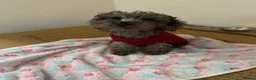 Miniature Poodle dogs for sale: I have two amazing puppies  in Enfield - Advert 1