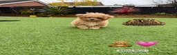 Toy Poodle dogs for stud: 👑 One-in-a-Million red Asian Toy Poodle Stud 👑 - Advert 16