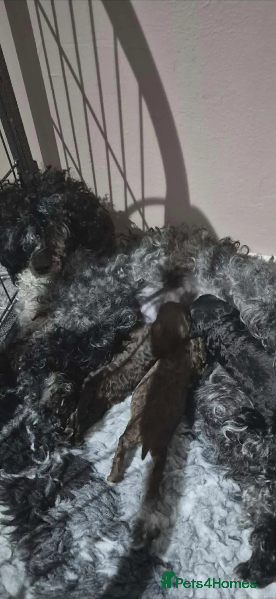 Toy Poodle dogs for sale: Toy poodle pups ready mid april - Advert 2