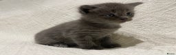 Maine Coon cats for sale: Maine coon x bsh. READY 14th BUT CAN HOLD - Advert 24