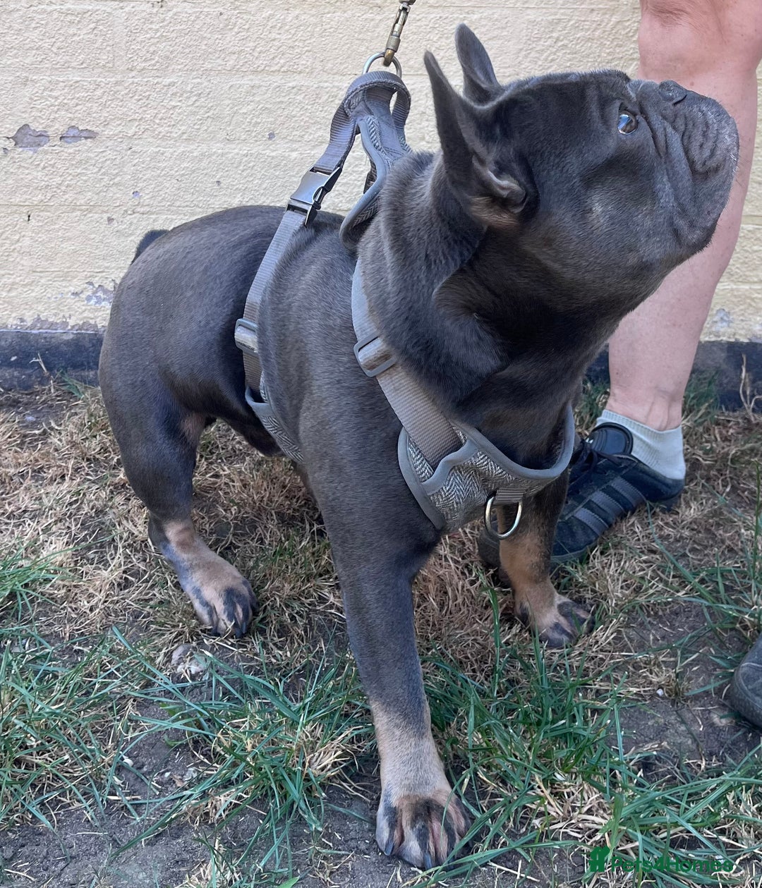 French Bulldog dogs for stud: Milo, French Bulldog For Stud. - Image 2