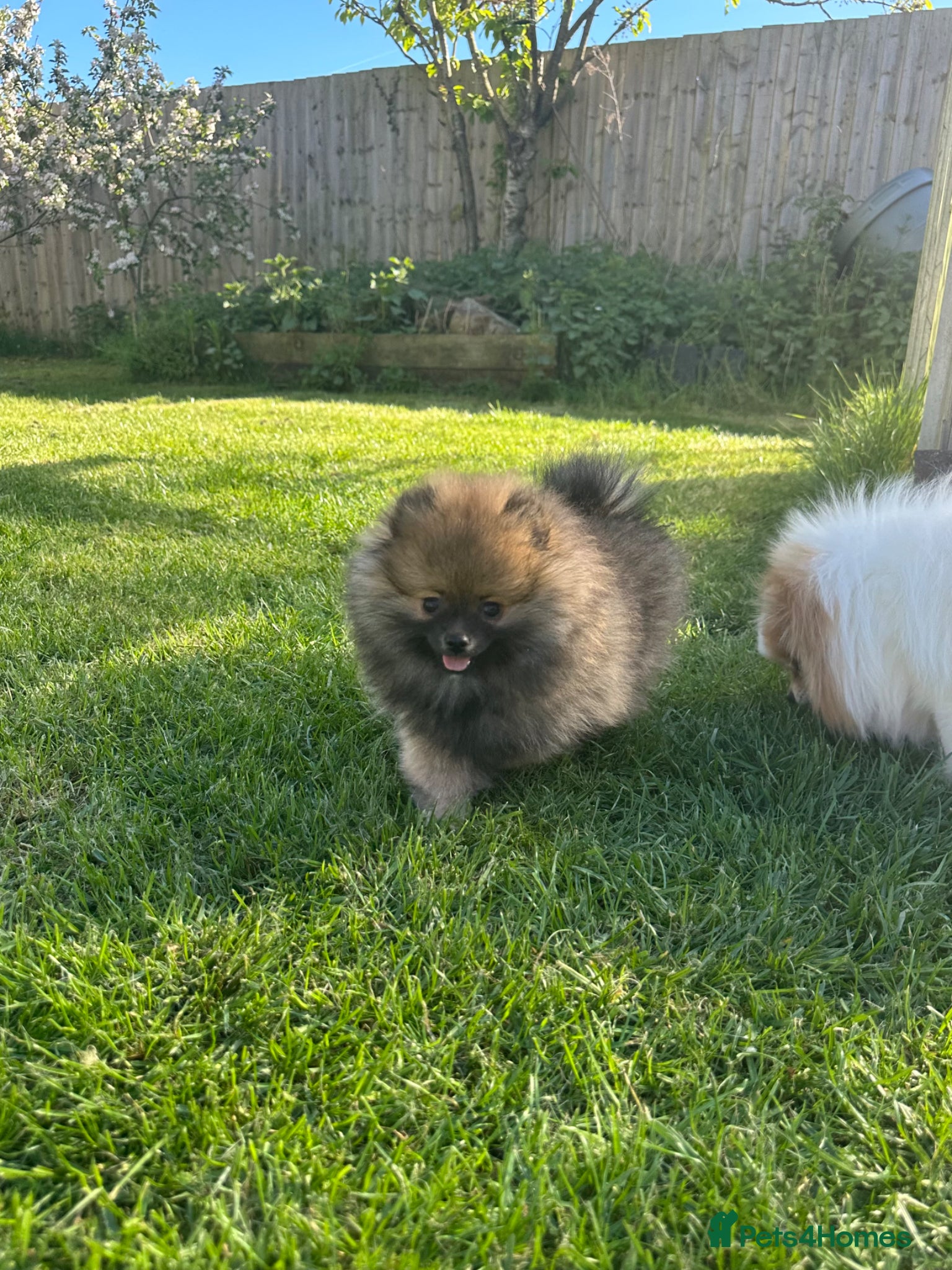 Pomeranian dogs ❤️ READY NOW! Stunning Pomeranian puppies 🐶❤️ - Advert 10