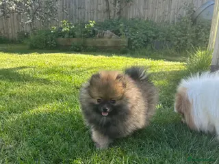 Pomeranian dogs ❤️ READY NOW! Stunning Pomeranian puppies 🐶❤️ - Advert 1