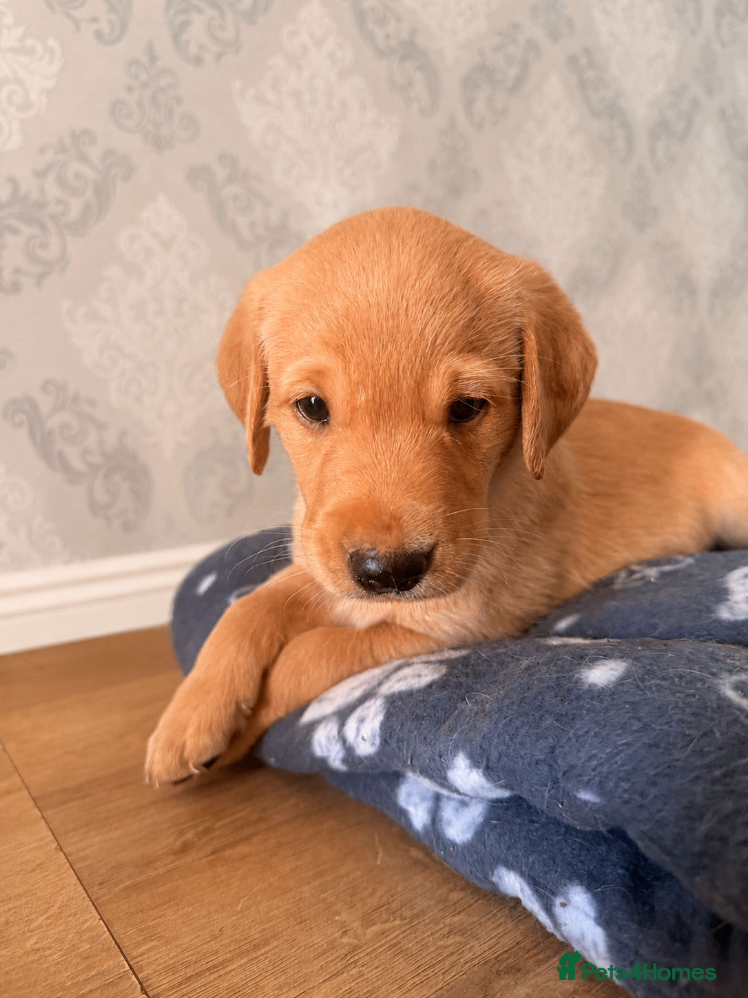 Labrador Retriever dogs FTCH KC Registered  - Advert 2