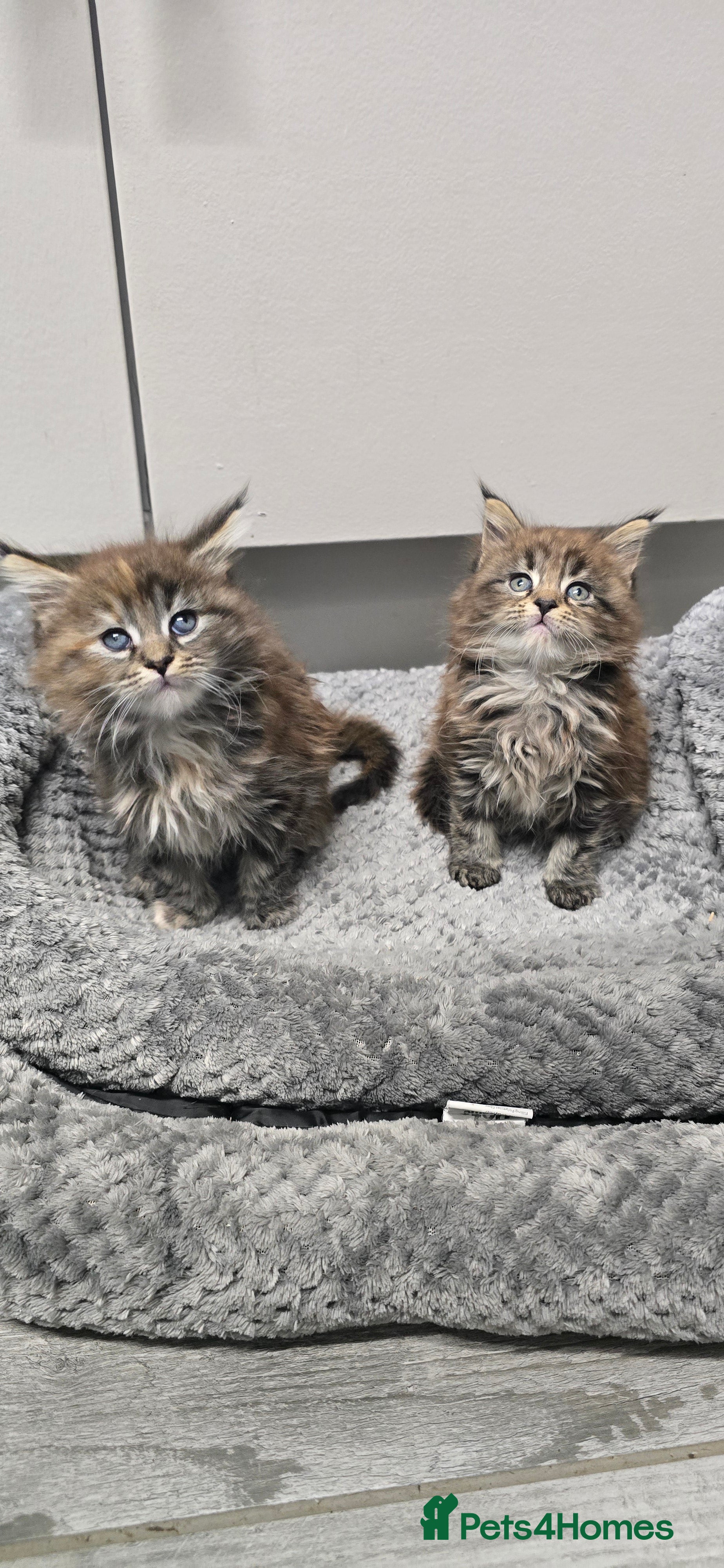 Maine Coon cats Maincoon kittens x2 females  - Advert 14
