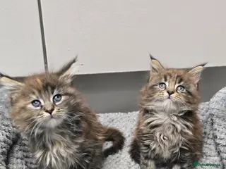 Maine Coon cats Maincoon kittens x2 females - Advert 5