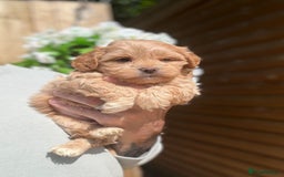 Shihpoo dogs for sale: 🩷 Gorgeous F1 Shih Poo Puppies 💙 - Image 6