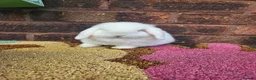 Mini Lop rabbits for sale: Baby female mini lop  - Advert 1