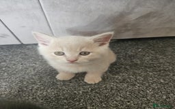 British Shorthair cats for sale: Pretty British shorthair  - Image 20