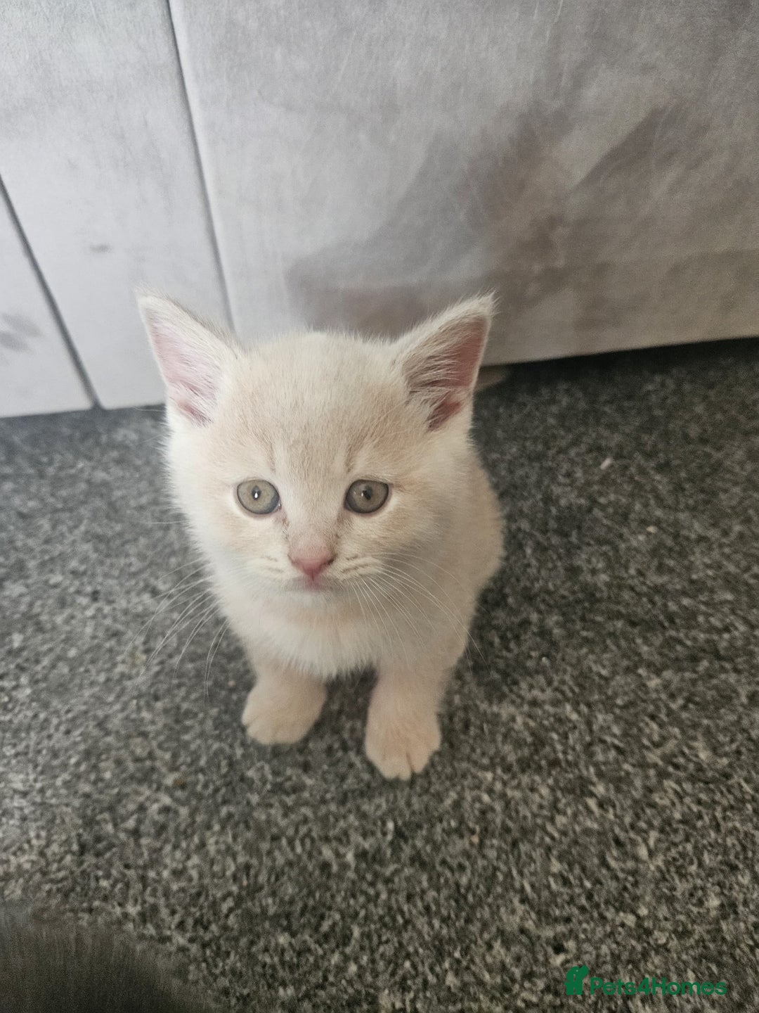 British Shorthair cats for sale: Pretty British shorthair  - Image 20