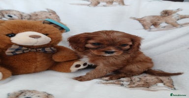 Cavalier King Charles Spaniel dogs - Advert 14