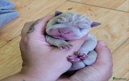 Shar Pei dogs for sale: Shar Pei Puppies - Image 2