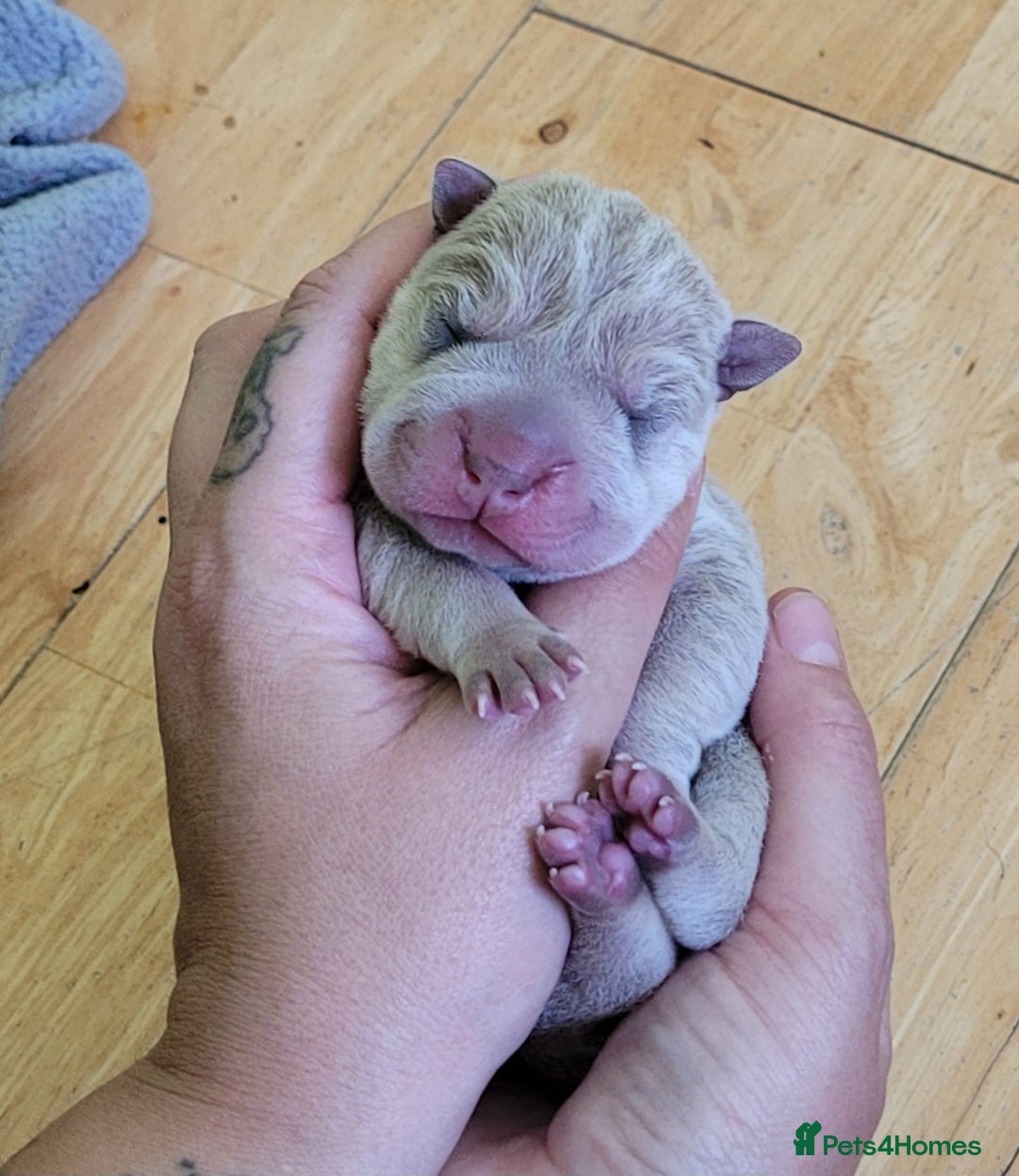 Shar Pei dogs for sale: Shar Pei Puppies - Image 2