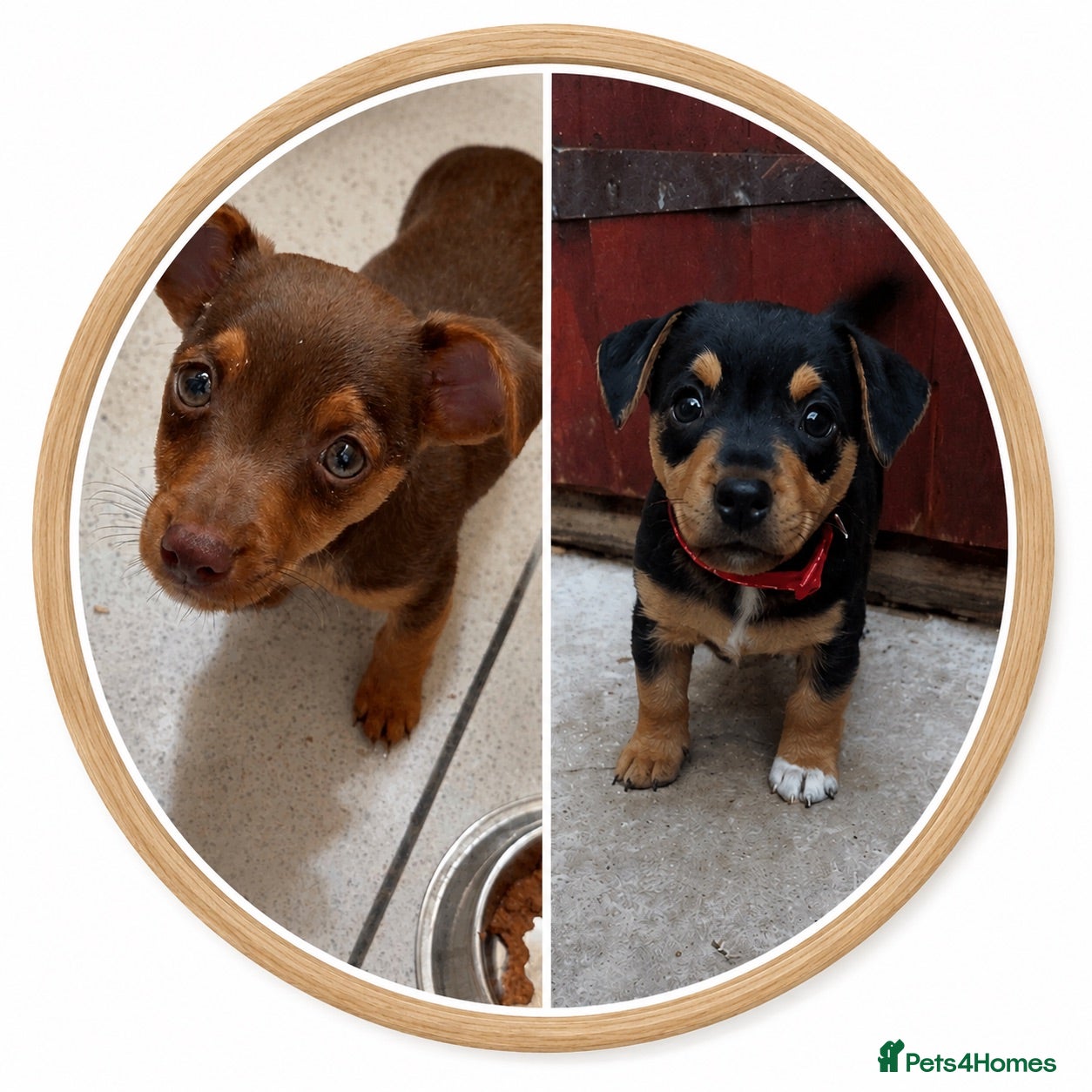 Jack Russell dogs Jack Russell ‼️ 2 pups left 1 m 1 f ‼️ Ready now - Advert 10