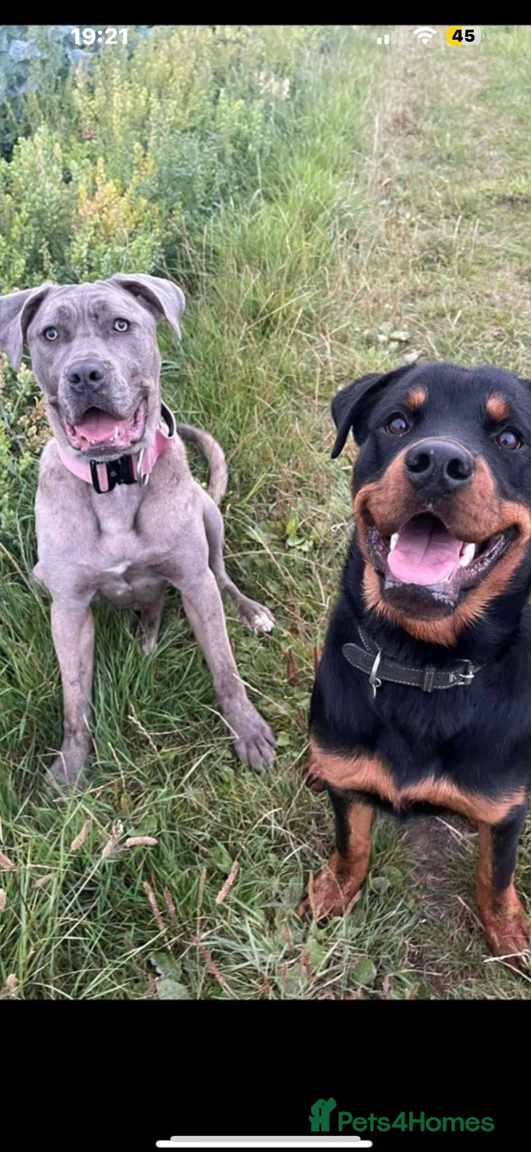 Mixed Breed dogs for sale: Beautiful Cane Corso X Rottweiler Puppy - Advert 5
