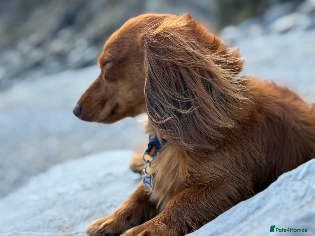 Dachshund dogs for stud: Miniature Red Long Haired Dachshund For Stud  - Image 4