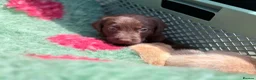 Labrador Retriever dogs for sale: Chocolate and yellow Labs in Newcastle Emlyn - Advert 11