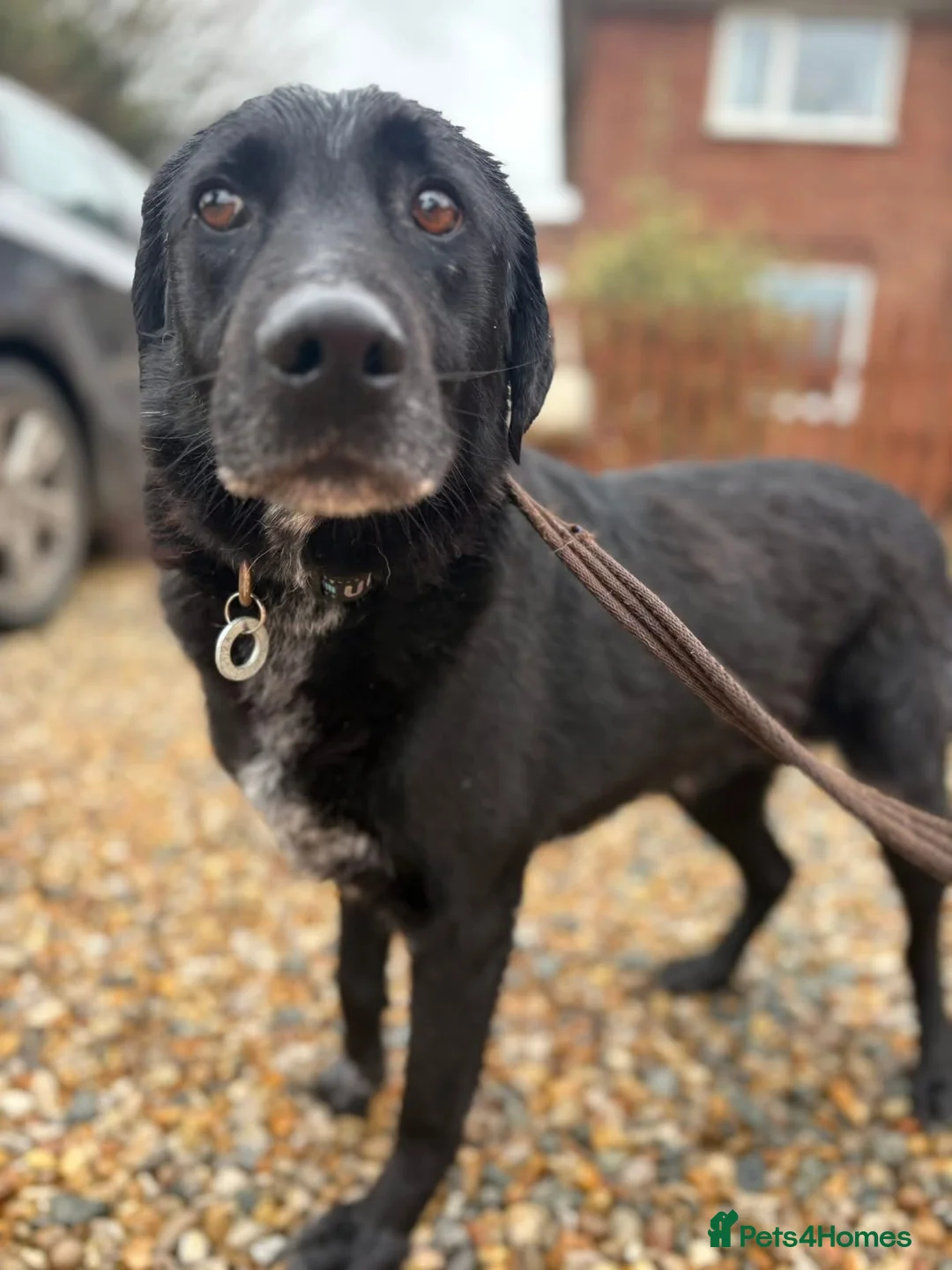 Mixed Breed dogs for adoption: Merlin - Norwich Norfolk  - Advert 1