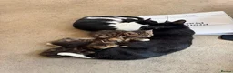 Mixed Breed cats for sale: Three beautiful kittens  - Advert 1