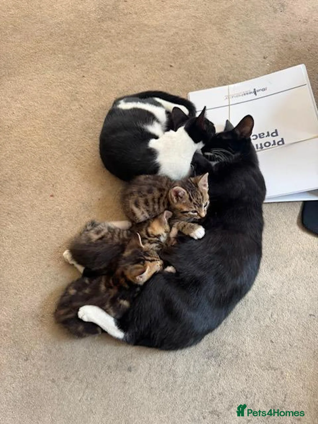 Mixed Breed cats for sale: Three beautiful kittens  - Advert 1
