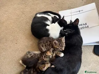 Mixed Breed cats Three beautiful kittens - Advert 1