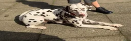 Dalmatian dogs for sale: Dalmatian male in Dundee - Advert 3