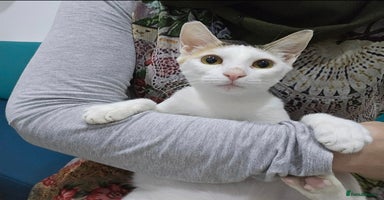 Mixed Breed cats - Advert 7