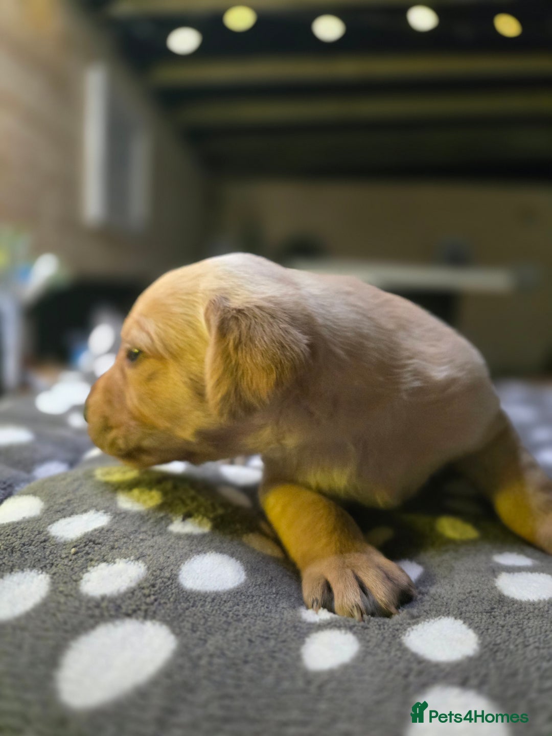 Labrador Retriever dogs for sale: Beautiful Labradors. Ready in time for Christmas - Image 13