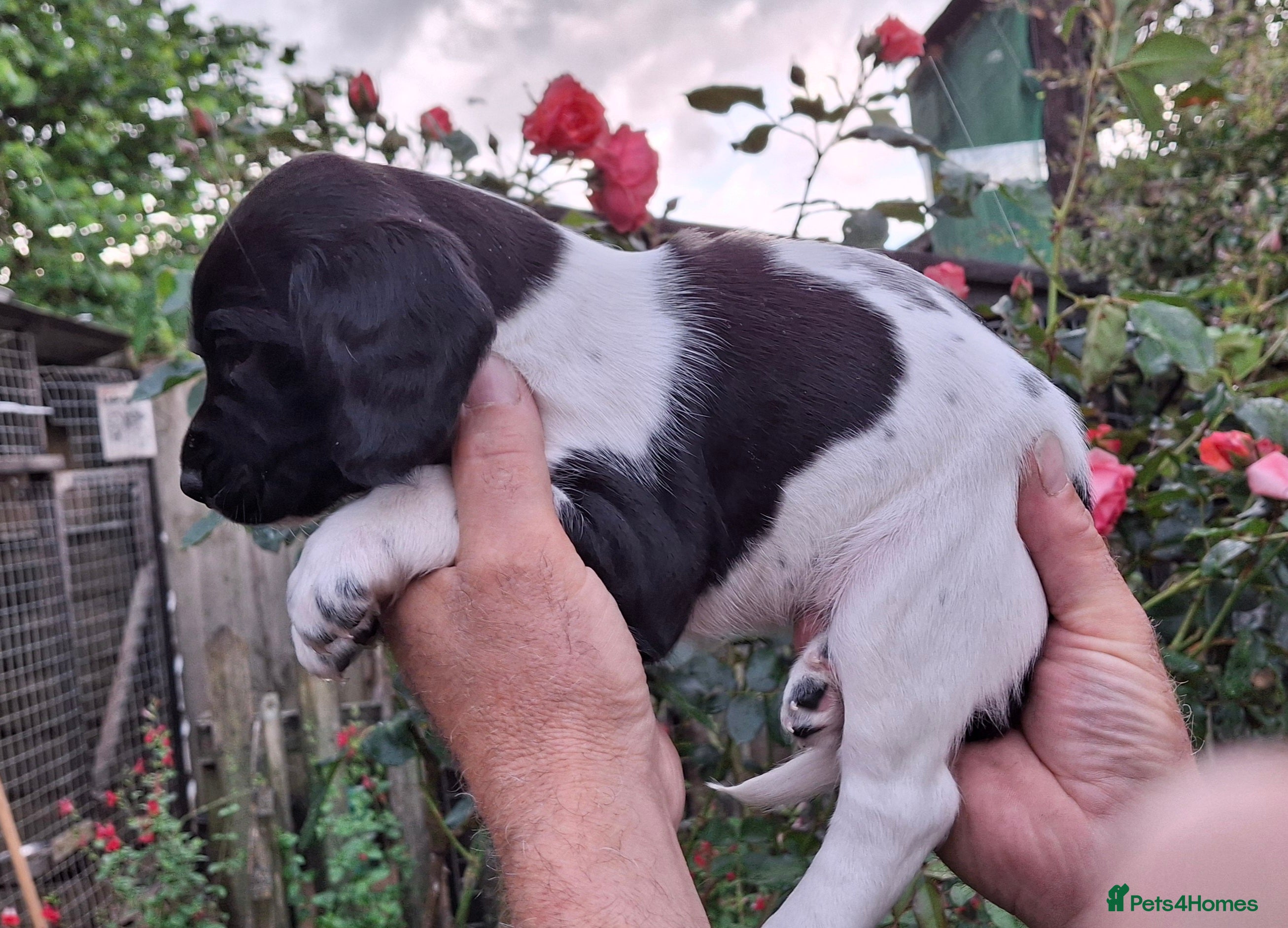 Springador dogs for sale: Springador  in Diss - Advert 12
