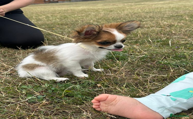 Chihuahua dogs - Advert 1