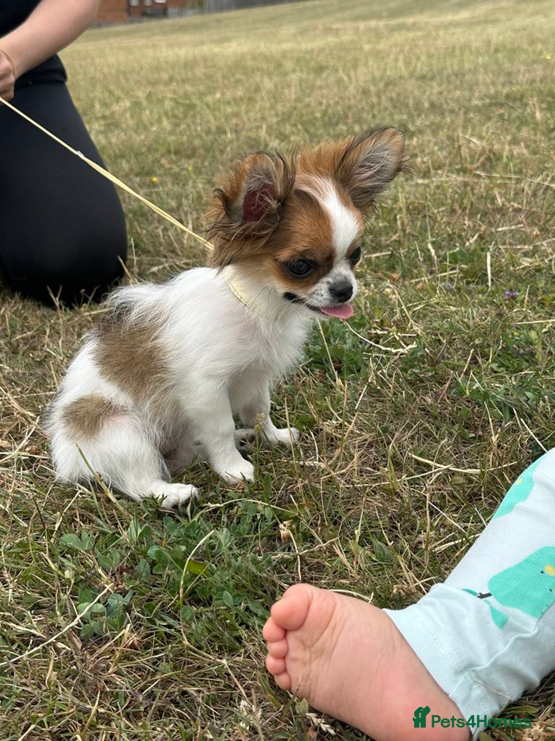 Chihuahua dogs for sale: Stunning 6 month old female  - Image 1