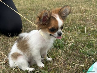 Chihuahua dogs - Advert 26