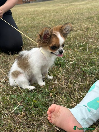 Chihuahua dogs - Advert 14