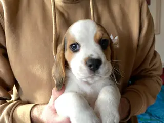 Beagle dogs Beagle chunky beagle pups for sale - Advert 13