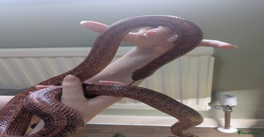 Corn Snake reptiles Corn Snake  - Advert 13
