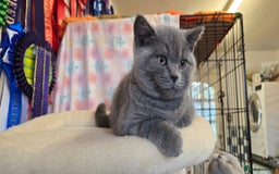 British Shorthair cats for sale: Beautiful full pedigree British  - Image 10