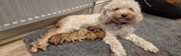 Cavapoo dogs for sale: F1B Toy Cavapoo Puppies - Advert 3