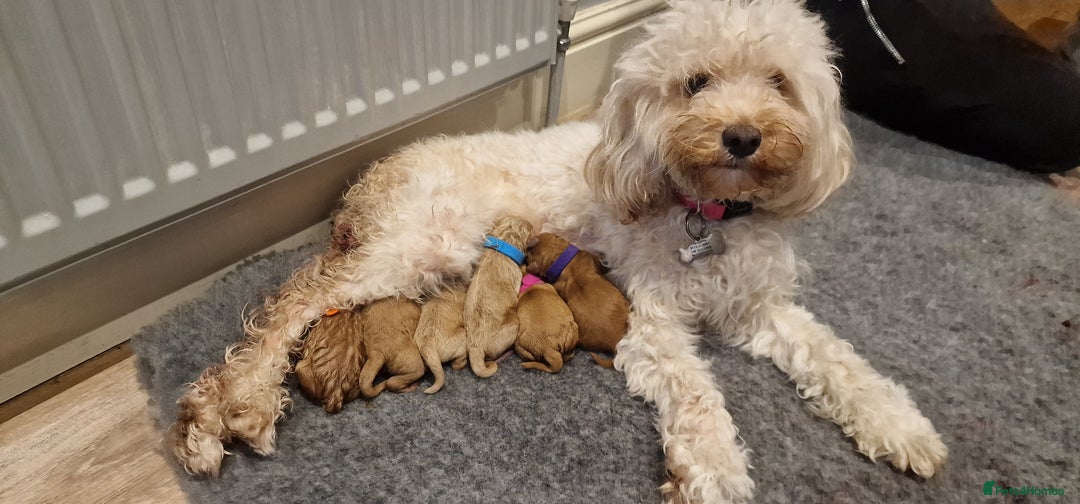 Cavapoo dogs for sale: F1B Toy Cavapoo Puppies - Advert 3