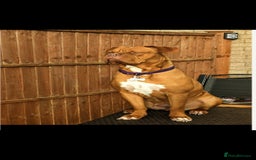 Dogue De Bordeaux dogs for sale: Dogue de bordeaux for sale  - Image 1