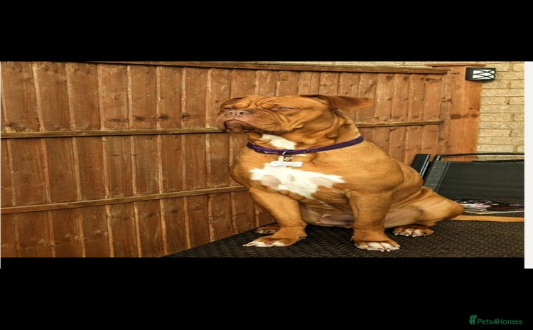 Dogue De Bordeaux dogs - Advert 1