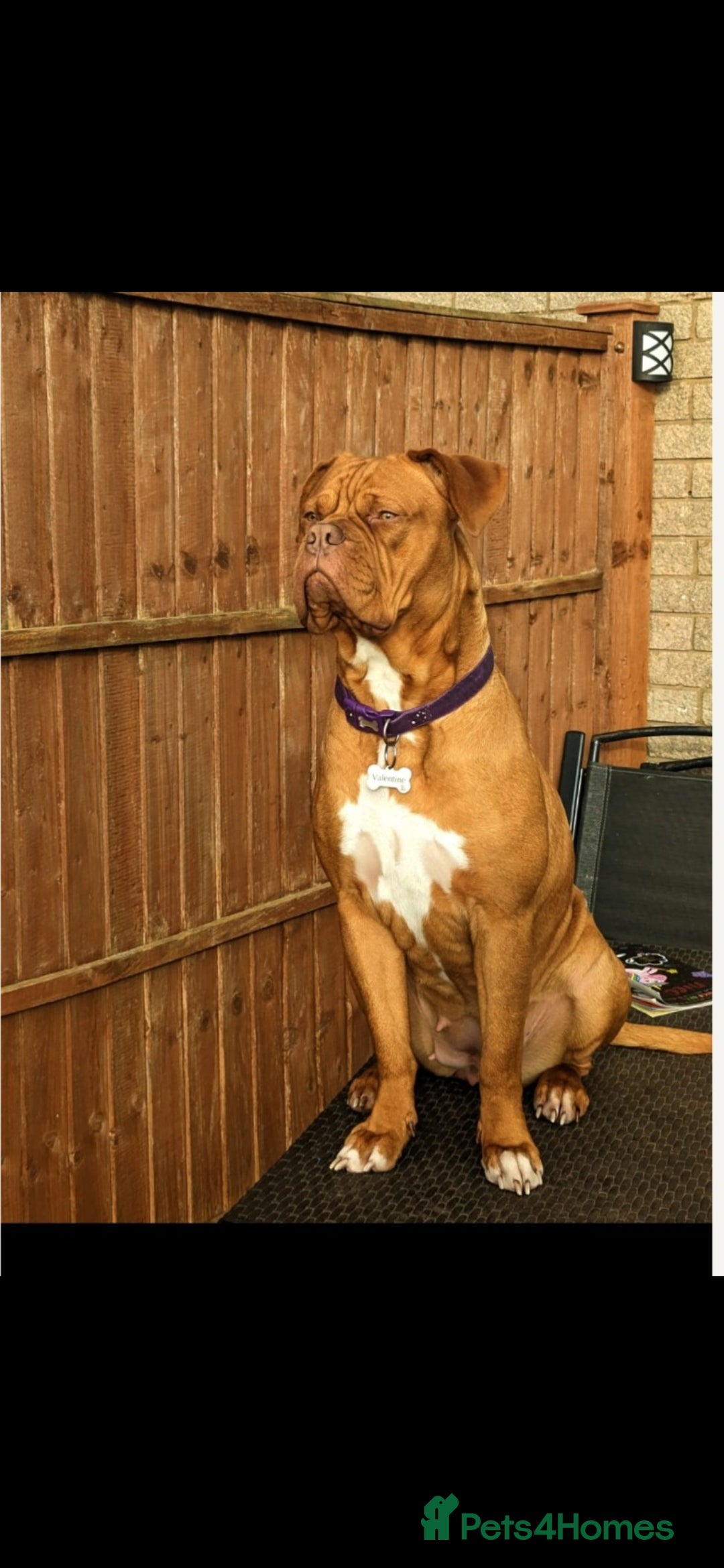 Dogue De Bordeaux dogs for sale: Dogue de bordeaux for sale  - Image 1