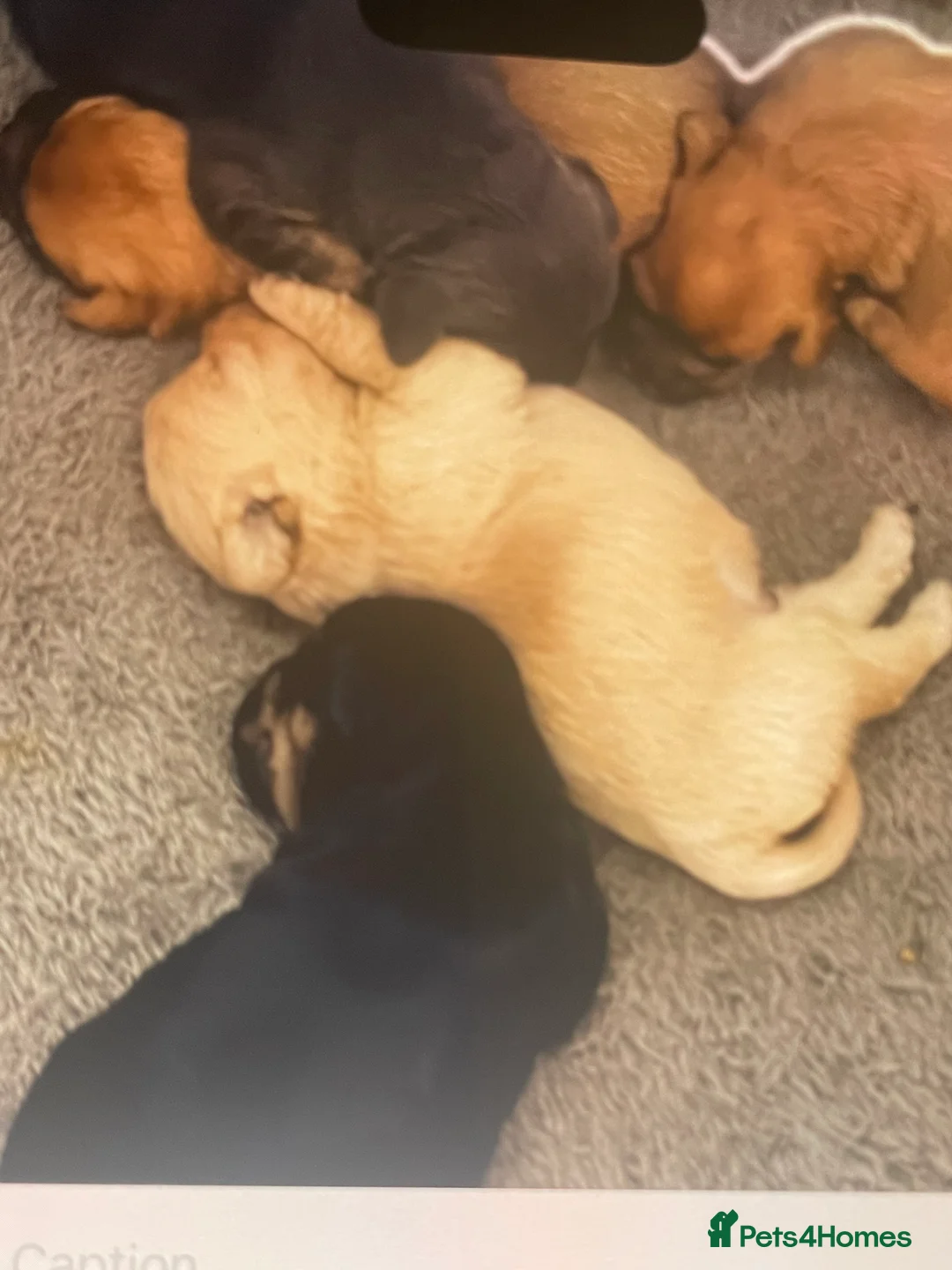 Mixed Breed dogs for sale: Norfolk terrier Cross by French bull bulldog cross - Advert 20