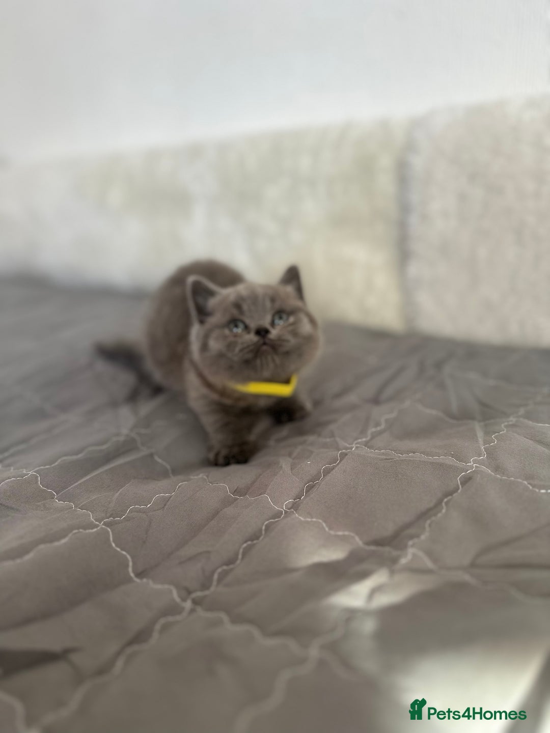 British Shorthair cats for sale: 💎  CHAMPION LINES BSH BLUE  💎 - Advert 17