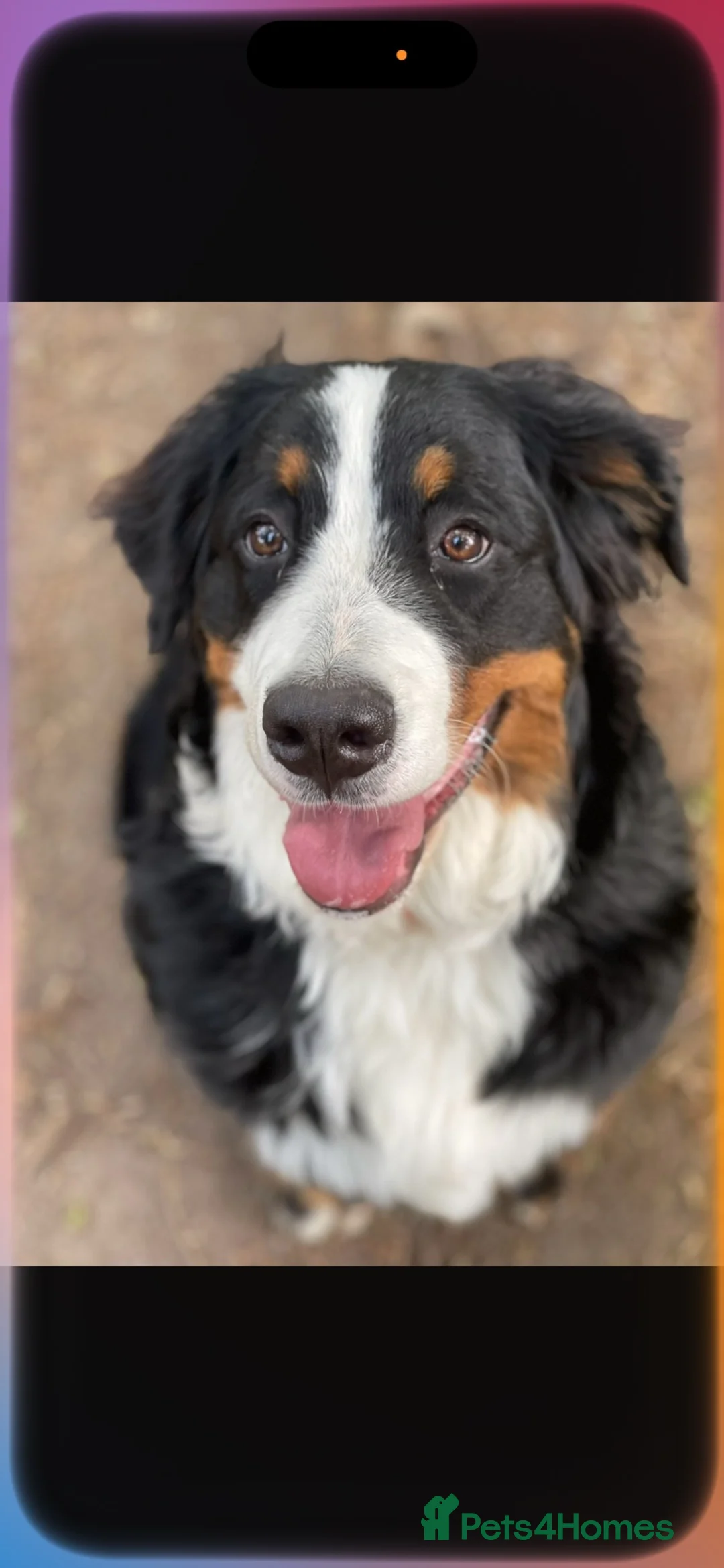 Bernese Mountain Dog dogs for sale: Bernese female 3 years old  in Worksop - Advert 2